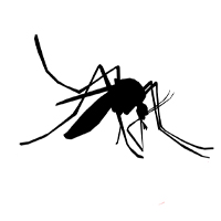 mosquito